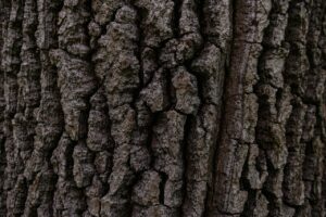 utiliser les écorces de bois dans le jardin